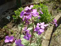 lunaria annua die Blüten leuchten so genial.webp