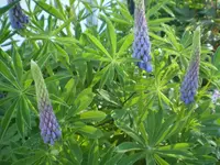 lupinen1.webp