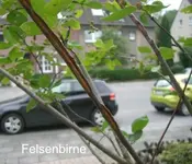 felsenbirne.webp