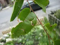 Felsenbirne2.webp