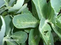 Fetthenne.webp
