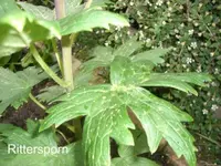 Rittersporn.webp