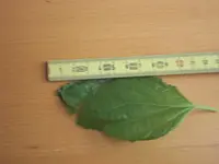 CIMG2238.webp
