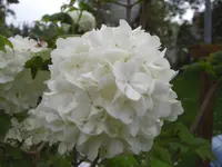 CIMG9683.webp