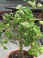 CIMG2340.webp