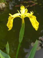 CIMG9691.webp