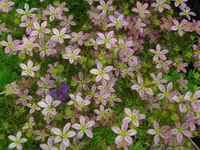 CIMG9703.webp