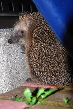 igeli.webp