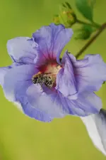 hummel.webp