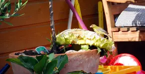 grüni.webp