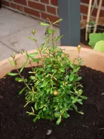 Ende Mai 2010 nur Regen !! 036.webp
