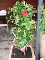 Ende Mai 2010 nur Regen !! 037.webp