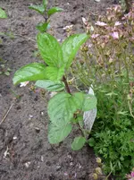 Ende Mai 2010 nur Regen !! 048.webp