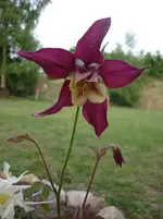 Ende Mai 2010 nur Regen !! 018.webp