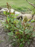 Ende Mai 2010 nur Regen !! 014.webp