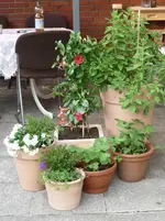 Ende Mai 2010 nur Regen !! 001.webp