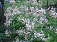 31.5.2010 038.webp
