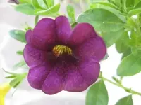 25286.webp