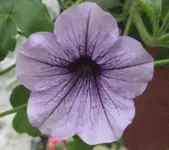 25284.webp