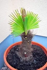 winteropfer.webp