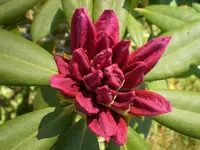 Rhododentron1.webp