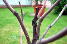 winteropfer6.webp