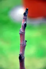 winteropfer5.webp