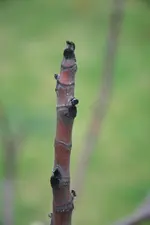 winteropfer4.webp
