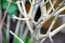 winteropfer8.webp