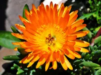 DSC06233.JPG