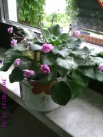 Rococo.webp