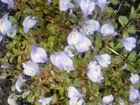 DSC00055a.webp