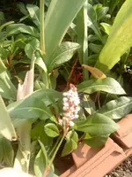 DSC00056a.webp
