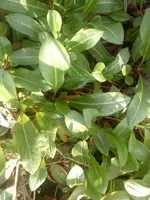 DSC00057a.webp