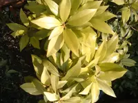 DSC00054a.webp