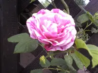 Remontantrose Ferdinand Pichard an Pergola.webp