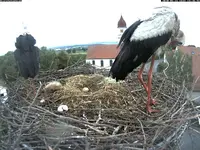 storch.webp