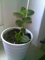 29052010.webp