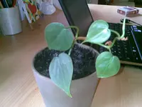 29052010(006).webp
