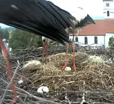 Storchbild.webp