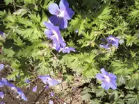 Geranium.webp