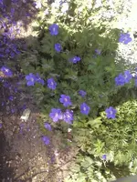 Storchschnabel unter Apfelbaum.webp