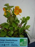 DSC04440.webp