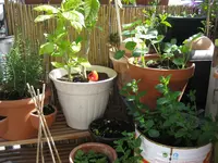 Sonnenecke (5).webp
