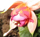 Riesenfuchsie1.webp