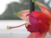 Riesenfuchsie1 (4).webp