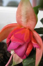 Riesenfuchsie1 (2).webp