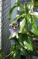 Passi (3).webp