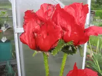 IMG_1371.webp