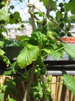 Johannisbeeren.webp